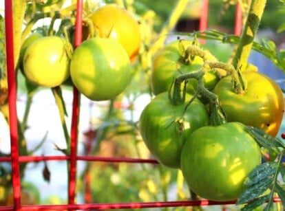 trellis tomatoes