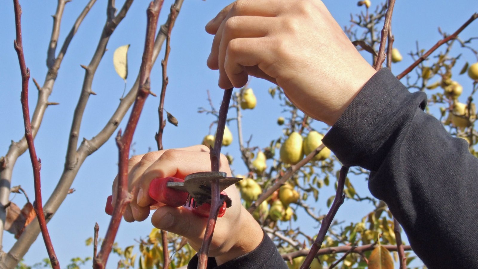 A hand holding red-handled pruners, trimming a thin, upright branch with small buds.