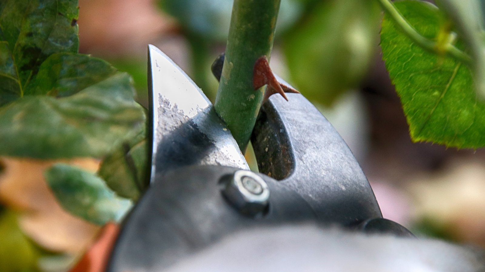 Sharp garden tool clipping thick green Rosa stems close to healthy shiny leaves.