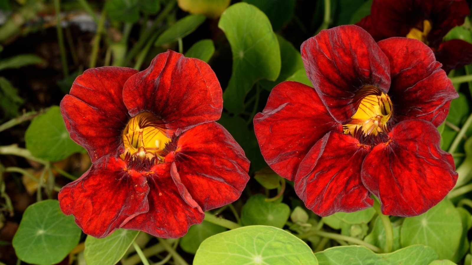 Rounded, deep red-black petals with bright green centers create striking contrast on compact, trailing vines.