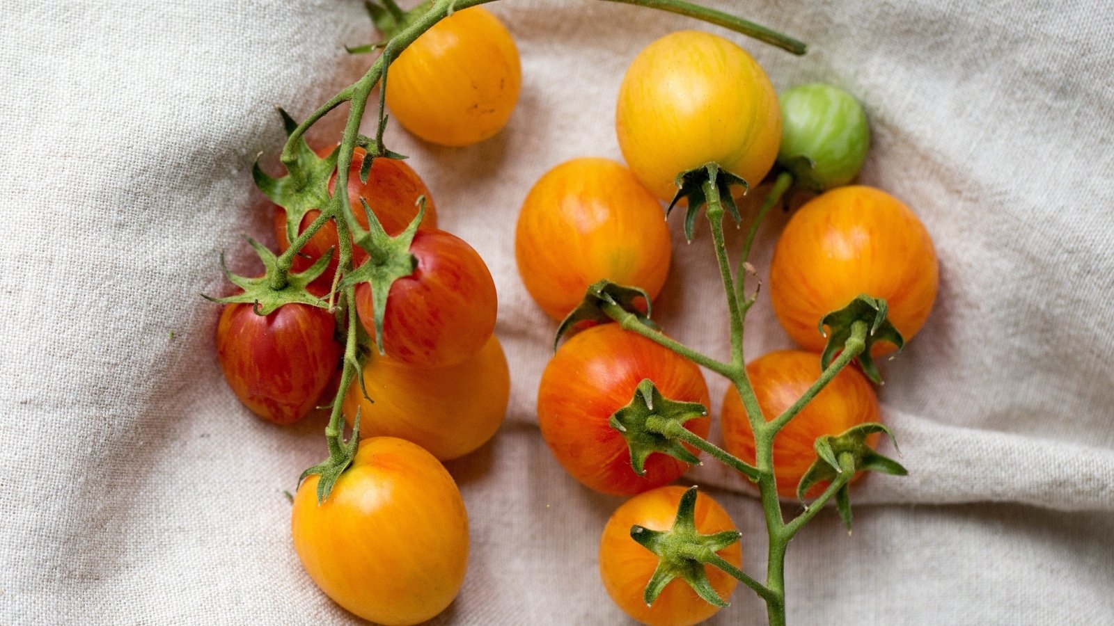 Handful of freshly picked cherry tomatoes in yellow, orange, and gold hues, with thin green stems still attached.
