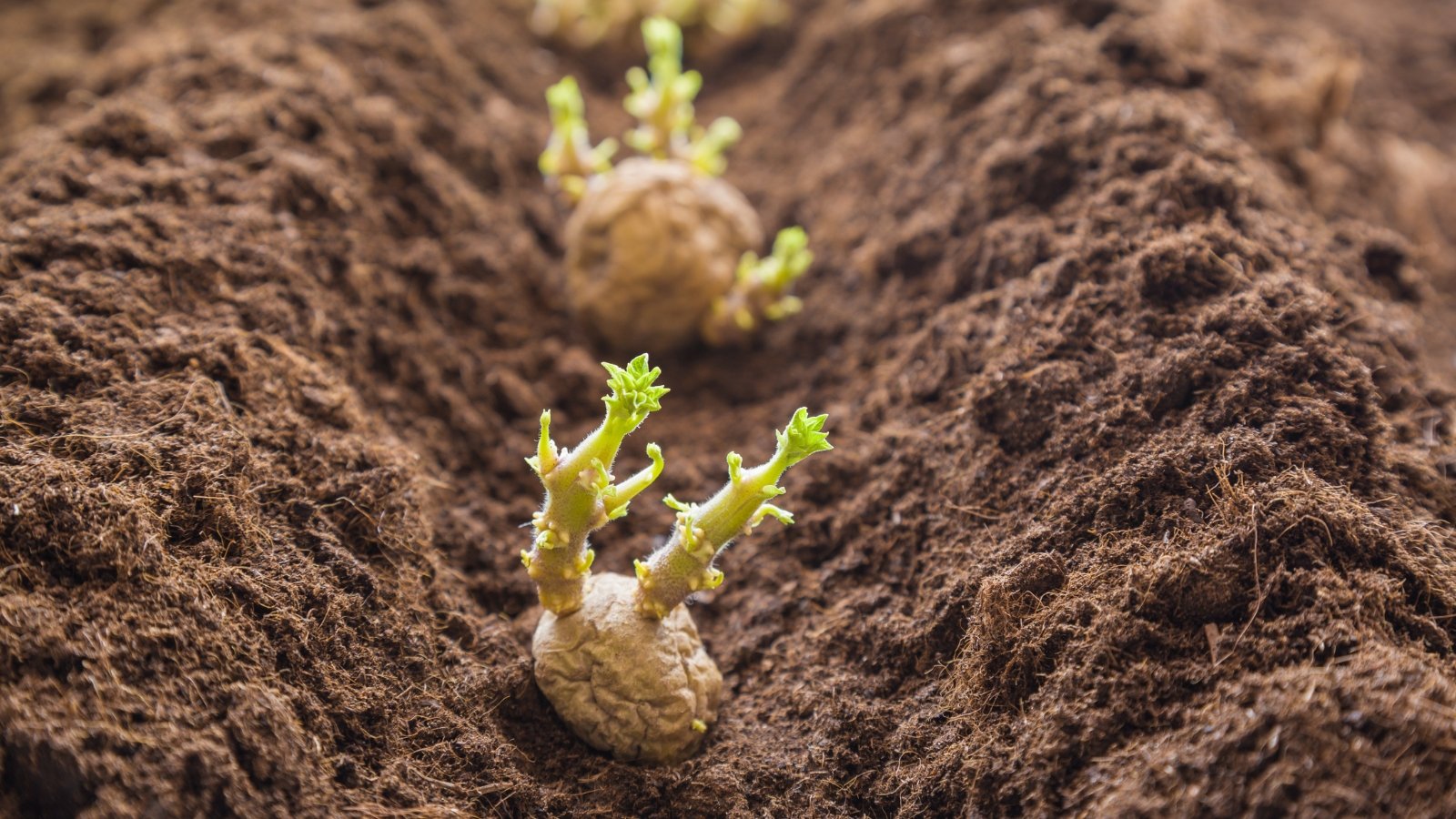 Solanum tuberosum with small shoots, planted in soil.