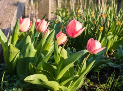 A bunch of beautiful pink tulips, planted in a garden bed, with each stem surrounded by broad, thick leaves.