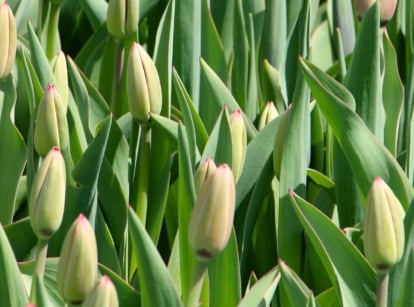 Not blooming tulips in a sunny garden have upright strong stems, large, wide, blue-green, smooth leaves and dense oval, goblet-shaped green buds with a pinkish blush.
