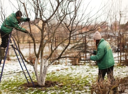 Two individuals in green jackets use ladders to trim brown, leafless branches in a snow-dusted orchard.