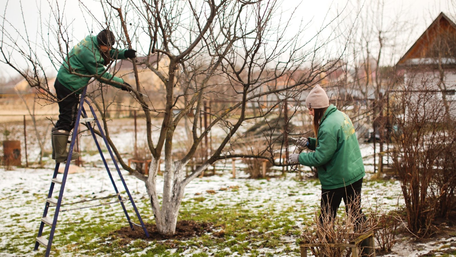 Two individuals in green jackets use ladders to trim brown, leafless branches in a snow-dusted orchard.