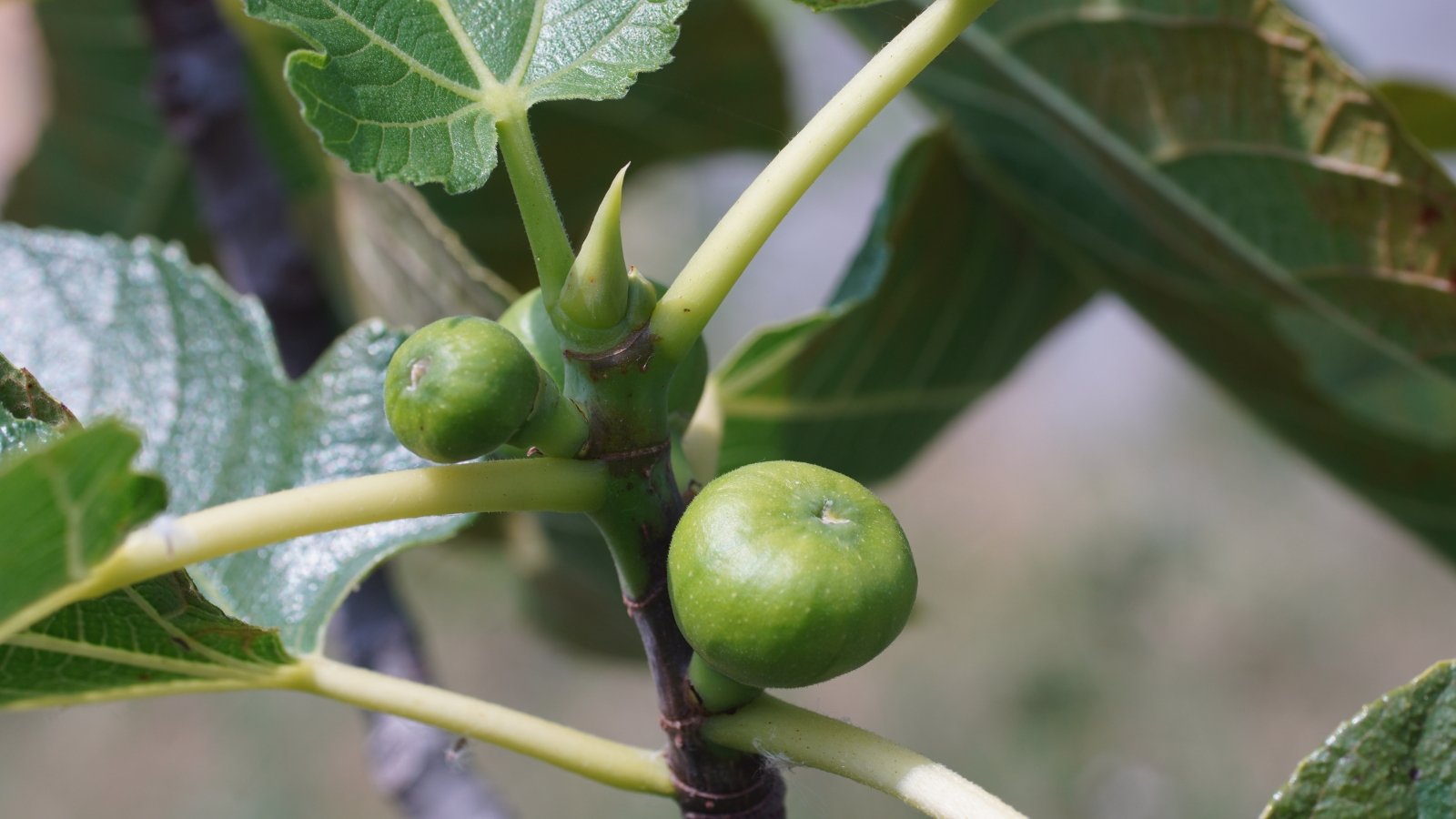 Small, round, green Ficus carica fruits with smooth skin growing on a thick, leafy stem.