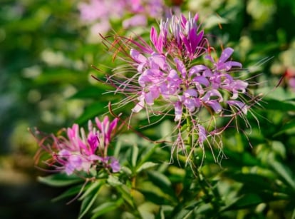 Cleome hassleriana, one of the unusual cutting flowers, displays palmate, green leaves and large, airy clusters of spider-like flowers in shades of pink, each with long, protruding stamens.