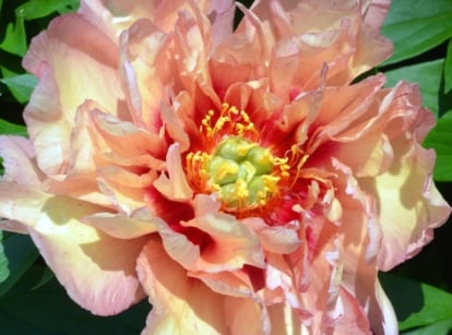 A close-up of one of the unusual spring peonies, a soft peachy-pink flower with ruffled petals and a golden center, surrounded by vibrant green, deeply lobed leaves.