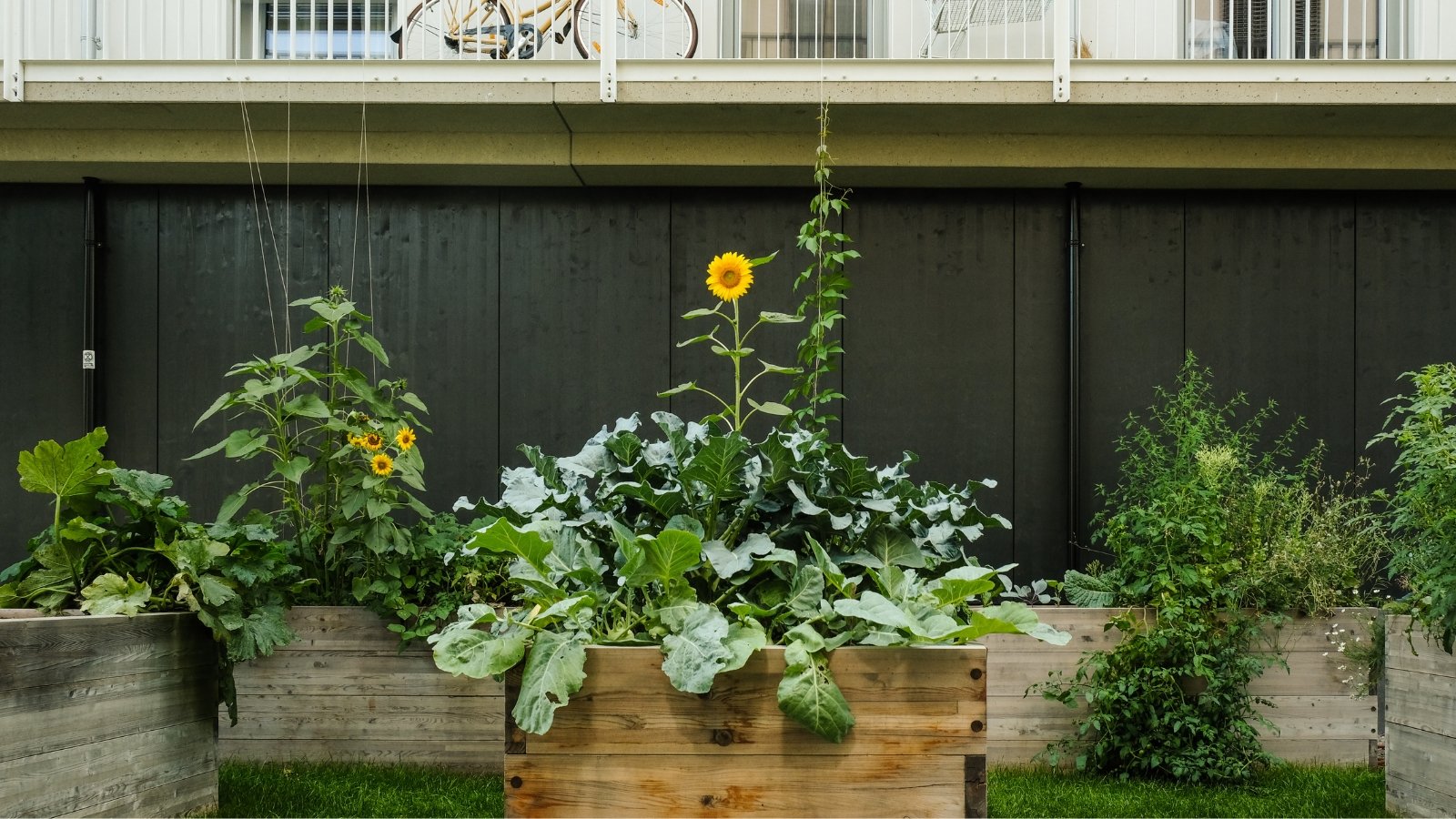 Wooden raised beds filled with sunflower plants, showcasing one tall, proud bloom.