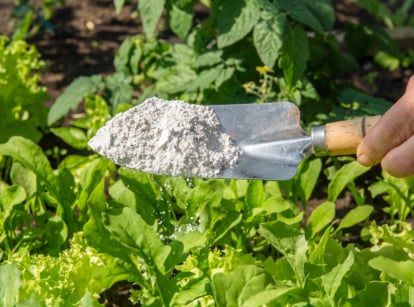 Using DE in the garden.