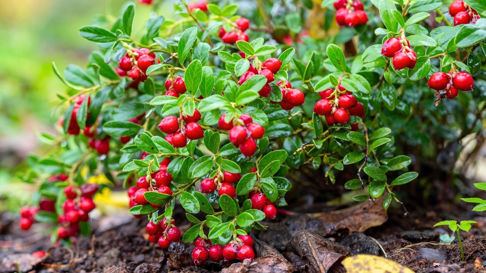 Small, round, bright red fruits grow densely on compact shrubs with shiny, evergreen foliage.
