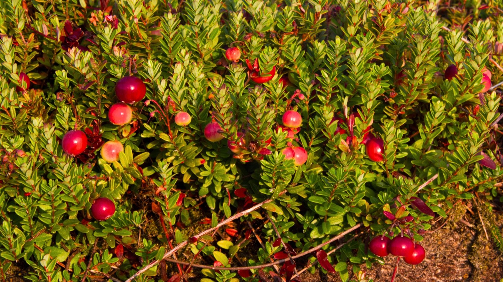 Glossy, dark red fruits nestle among low-growing, wiry stems and small, leathery green leaves.
