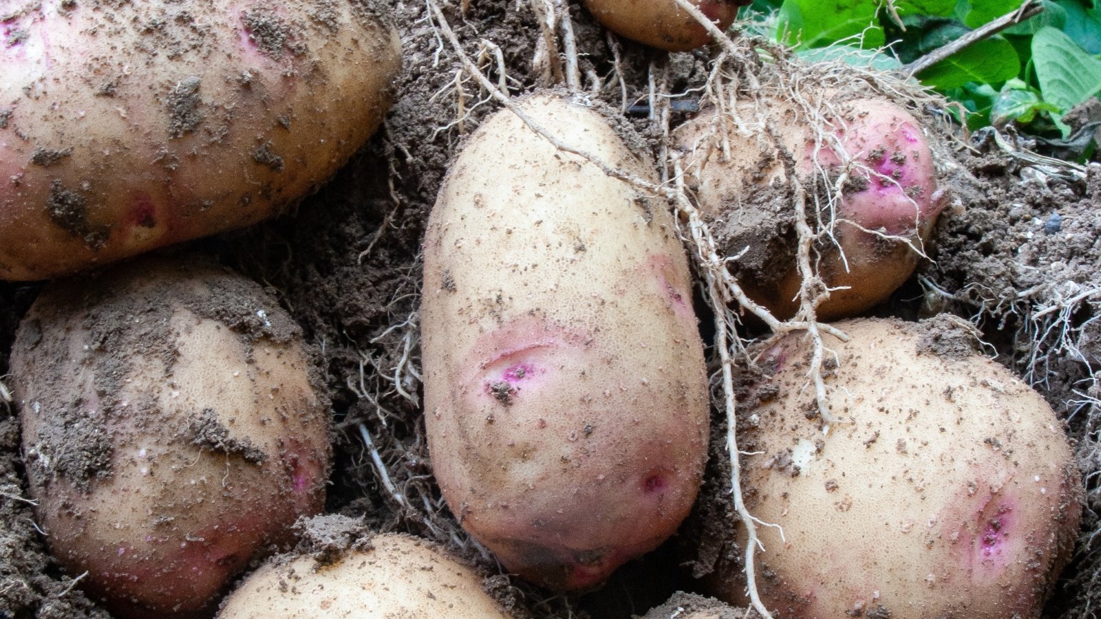 A close-up of Warba potatoes nestled in dark soil, their roots intertwining. The potatoes, tinged with lavender hues, bear traces of earth, their creamy-white skins marked by nature's artistry, a testament to their growth underground.