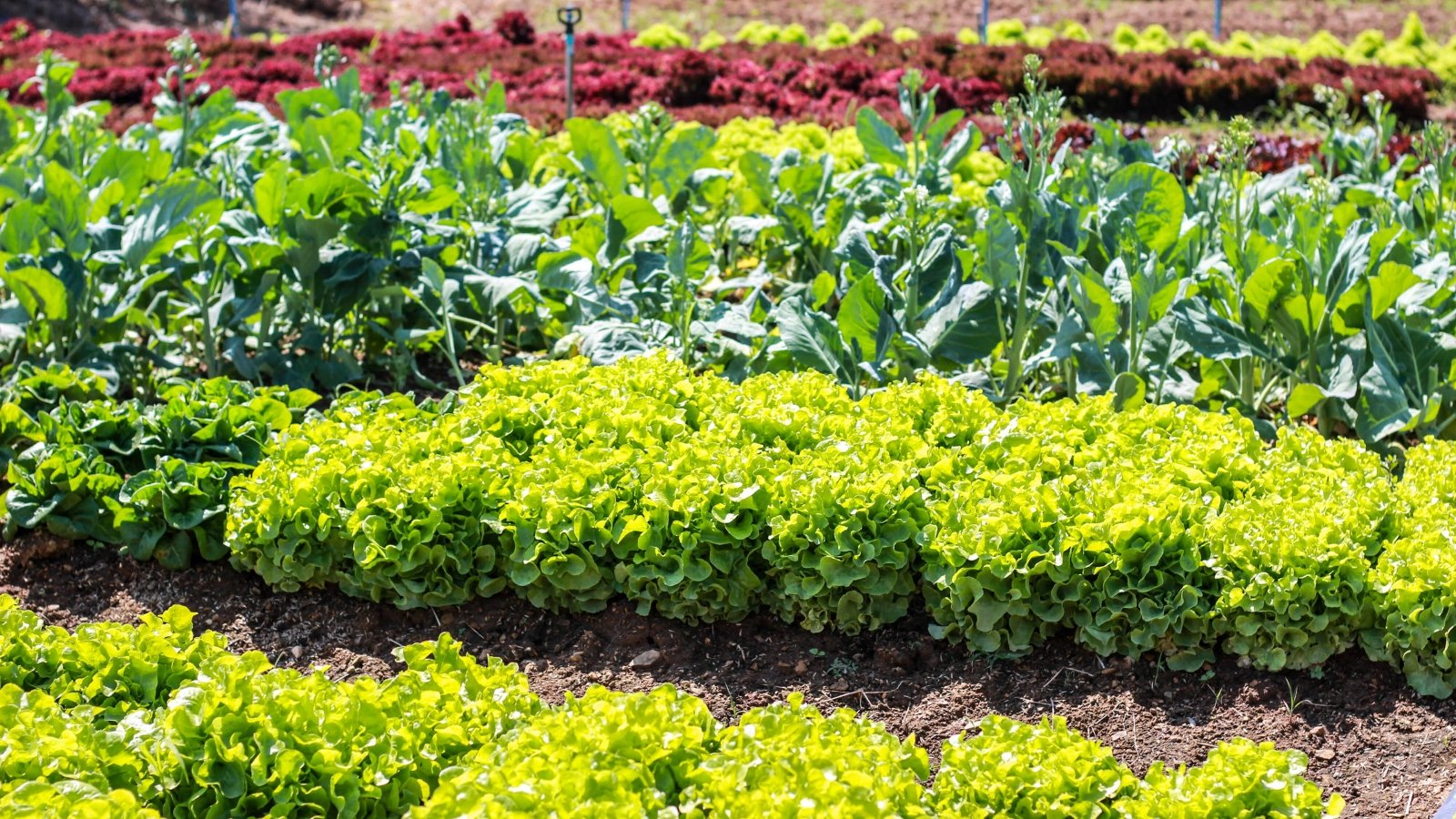 Assorted leafy greens arranged neatly, illuminated by the sun's warm rays, creating a vibrant display of colors and textures in a garden.