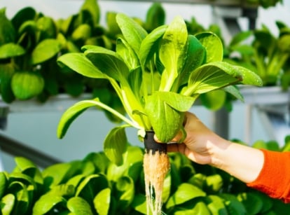 A gardener holds a freshly harvested Bok Choy plant with white, crisp stems, shiny dark green leaves, and wet, tangled roots, standing against a backdrop of a lush hydroponic vegetable garden.