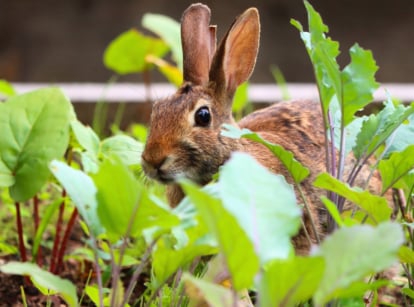 Vegetable rabbits won't eat. A close-up of a wild rabbit with fluffy, tan-grey fur, large black eyes and long ears hides among young vegetable crops in a garden bed.
