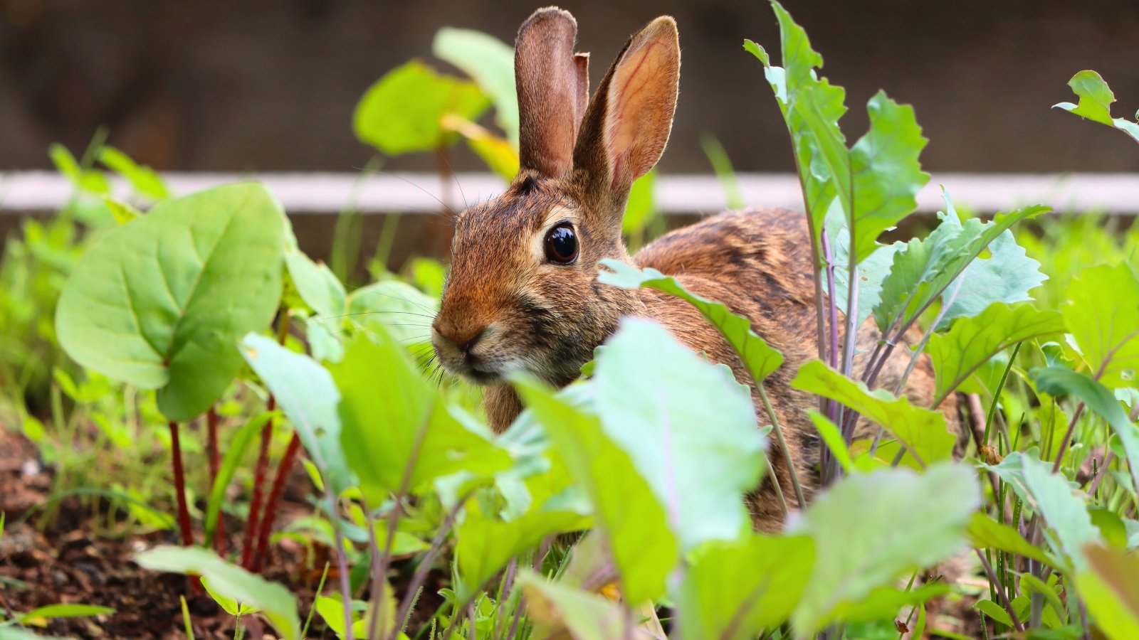 Vegetable rabbits won't eat. A close-up of a wild rabbit with fluffy, tan-grey fur, large black eyes and long ears hides among young vegetable crops in a garden bed.