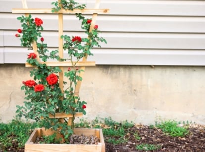 A tall, green plant with multiple bright red blooms grows against a beige wall, supported by a wooden trellis.