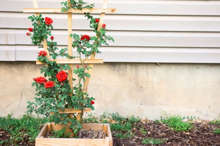 A tall, green plant with multiple bright red blooms grows against a beige wall, supported by a wooden trellis.