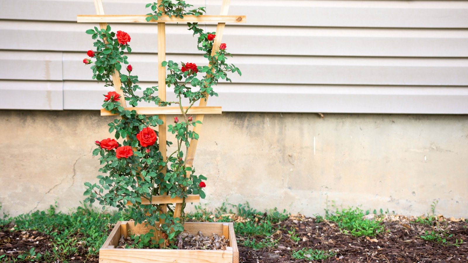 A tall, green plant with multiple bright red blooms grows against a beige wall, supported by a wooden trellis.