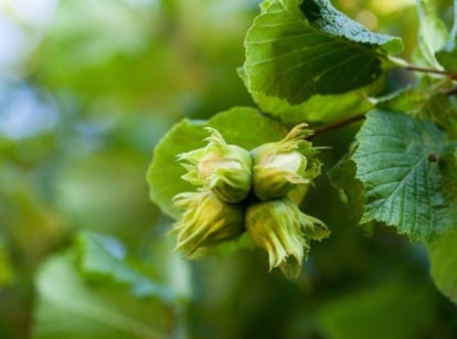 A healthy-looking hazelnut tree with vivid green leaves and brown woody branches, having green and unripe nuts