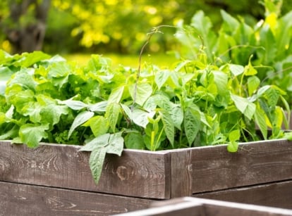 A wooden planter box filled with various leafy green plants, their broad leaves extending outwards. The wood has a rich, dark brown hue, weathered by outdoor conditions, and contrasts against the lush green vegetation. In the background, more plants and bright sunlight highlight the freshness of the setting.