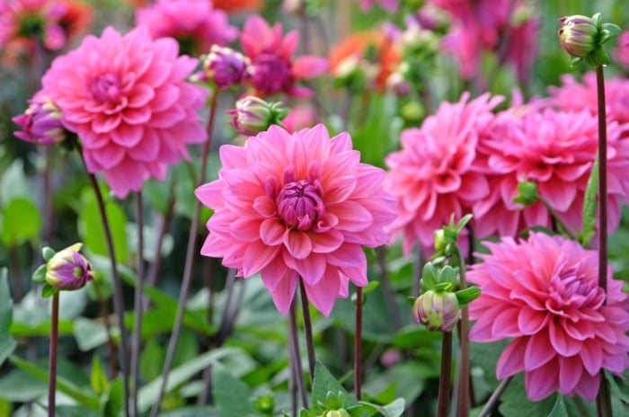 Bright pink dahlias with layered petals and dark centers stand on slender stems among green leaves.