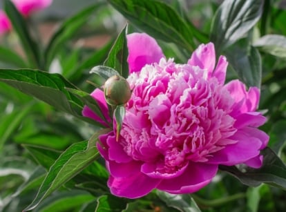 Close-up of a bright pink Paeonia lactiflora flower with layered ruffled petals and green leaves.