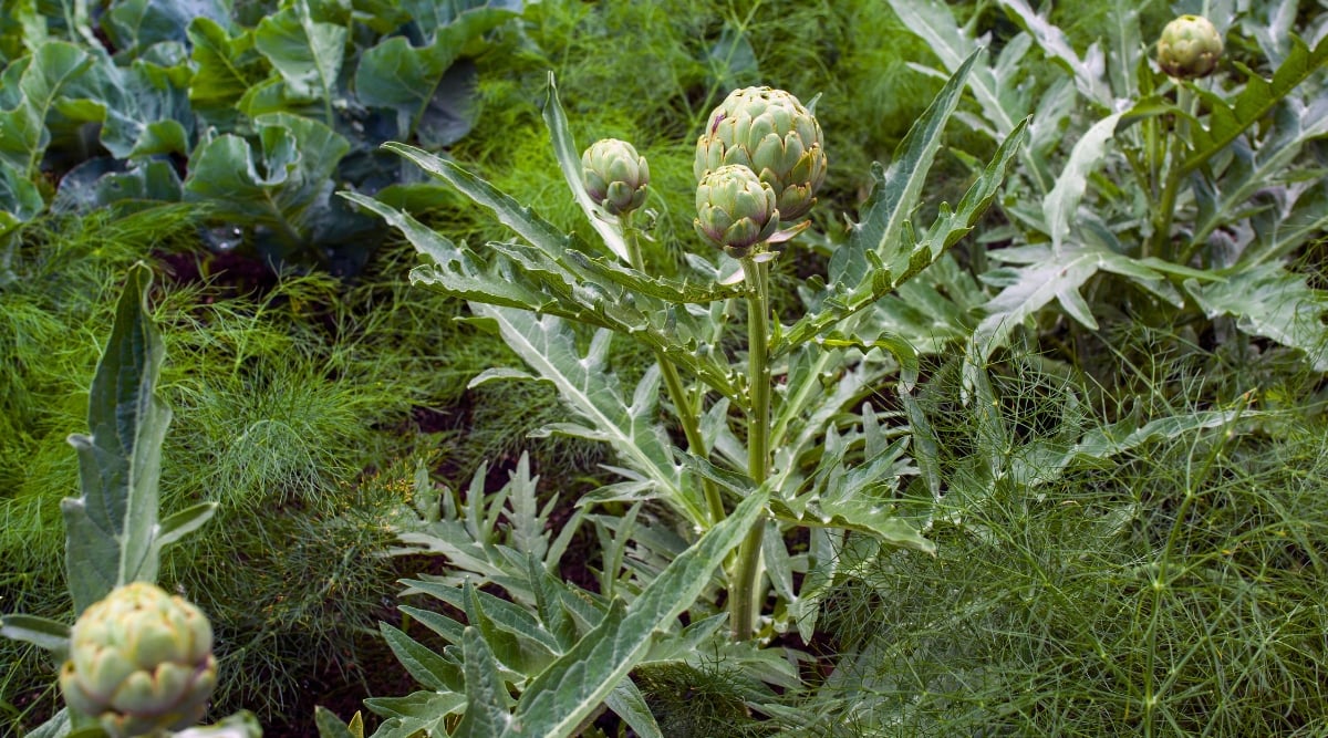 Green artichokes, displaying their unique structure, stand tall on thick stems. Their large, elongated leaves create an intricate texture. Among the artichokes, delicate and feathery leaves add a touch of elegance to the arrangement. 