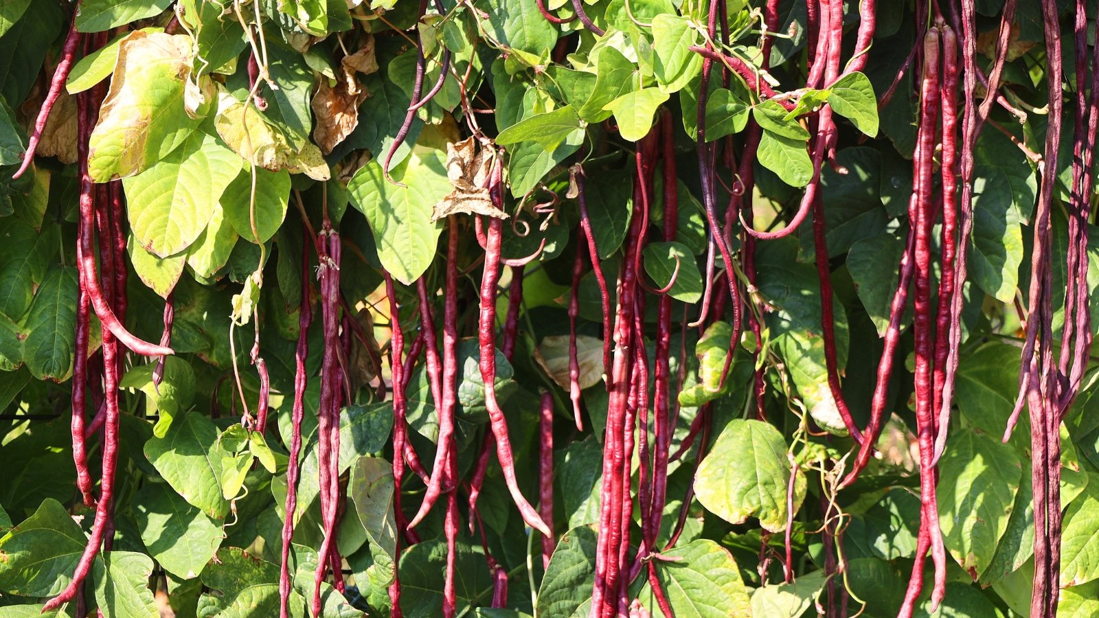 Vines with thick, glossy leaves and bright red, string-like pods growing in clusters.
