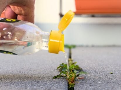 adding vinegar essence over weed growing between concrete floor tiles