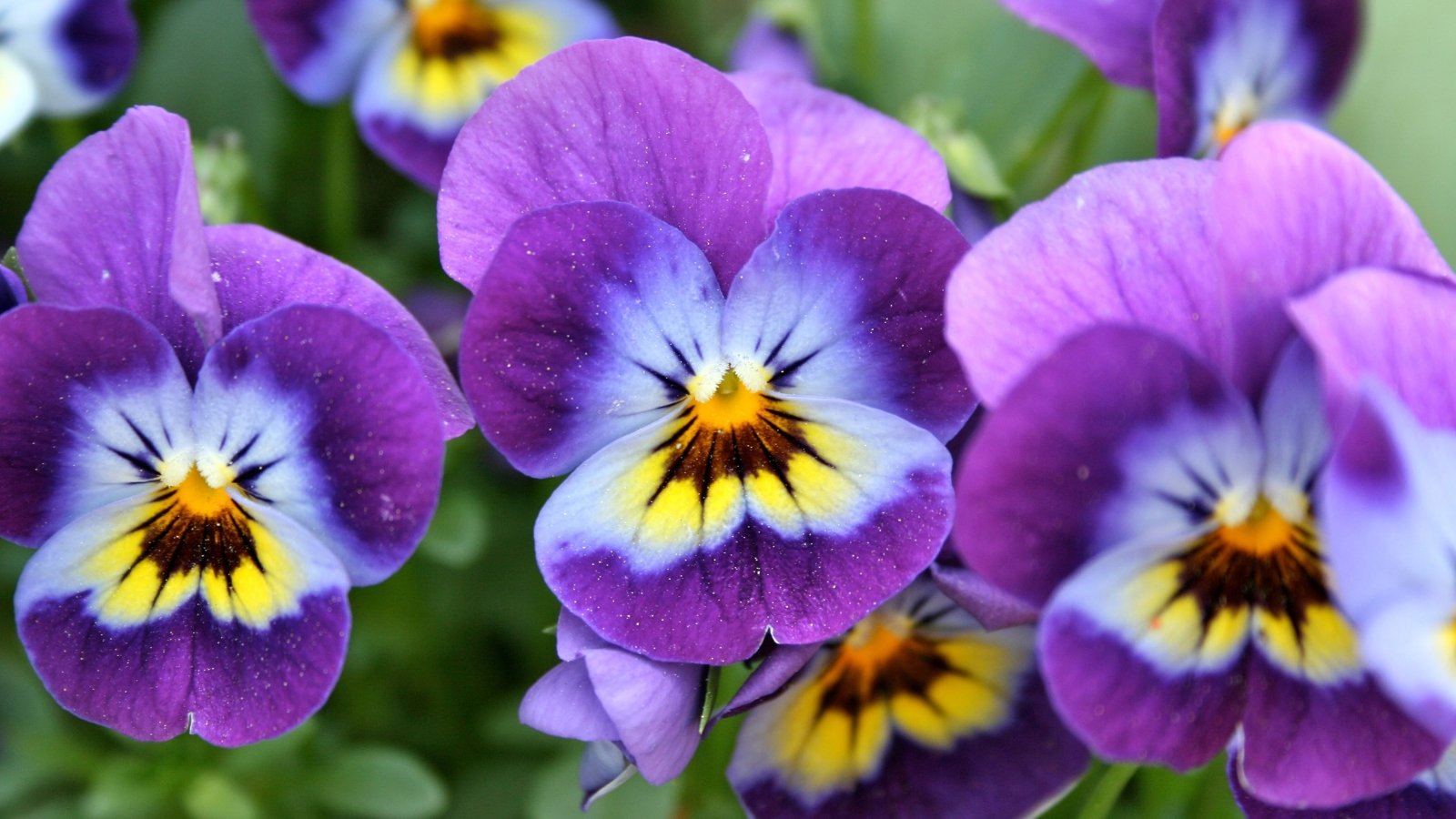 Close-up of dainty, purple viola blooms with deep purple veins, blooming on slender green stems.