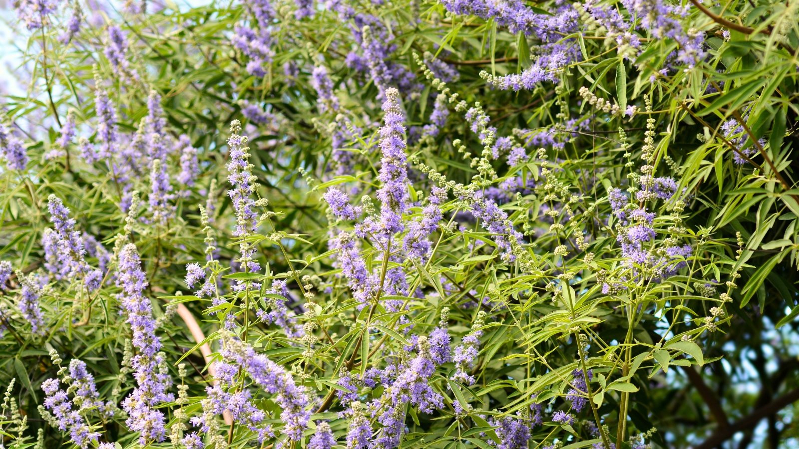 Tall shrub with purple spikes of flowers against silvery-green foliage and woody stems.
