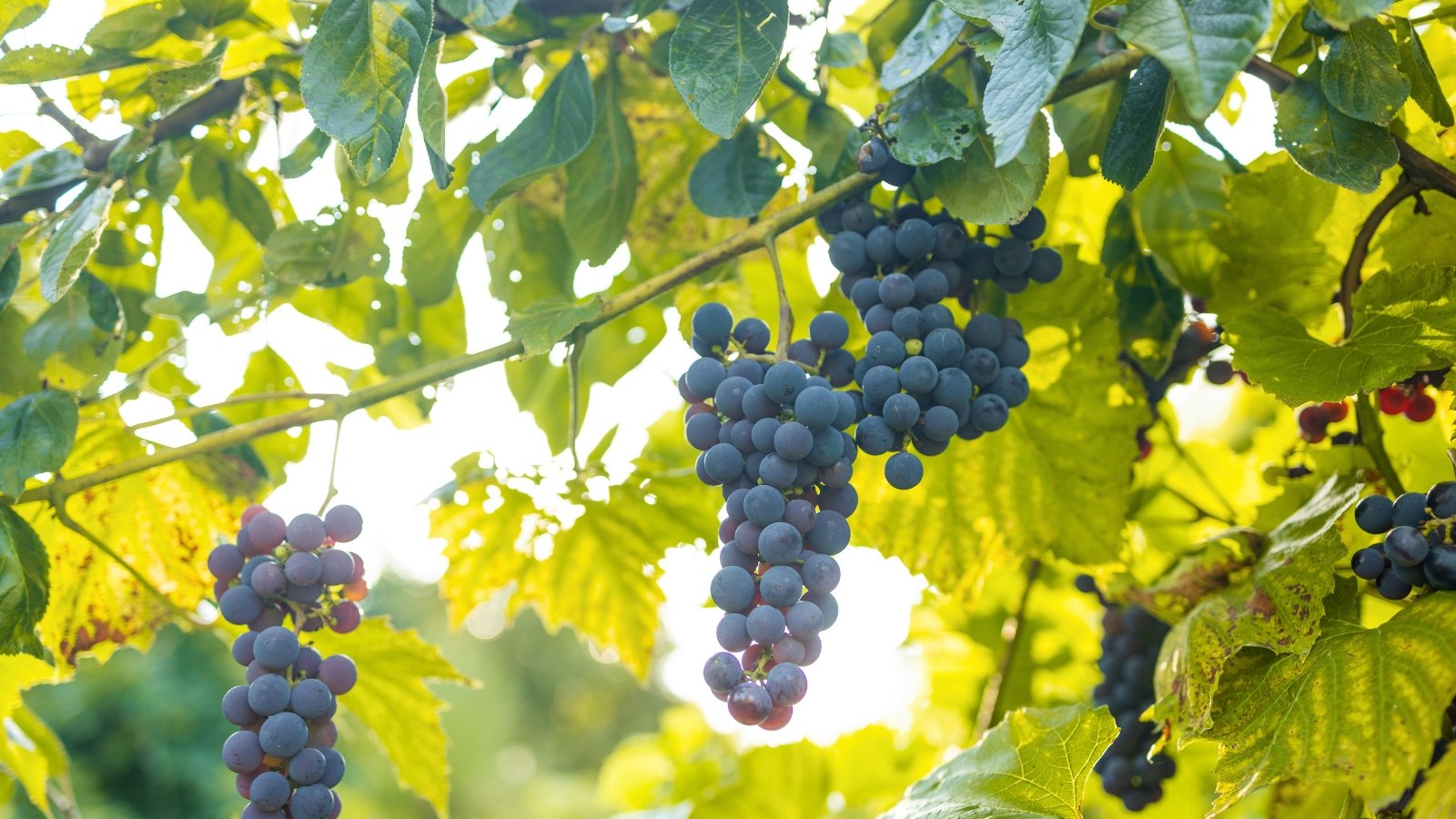 Clusters of small, round grapes of rich purple-blue color dangle from twisting vines, surrounded by broad, jagged leaves.
