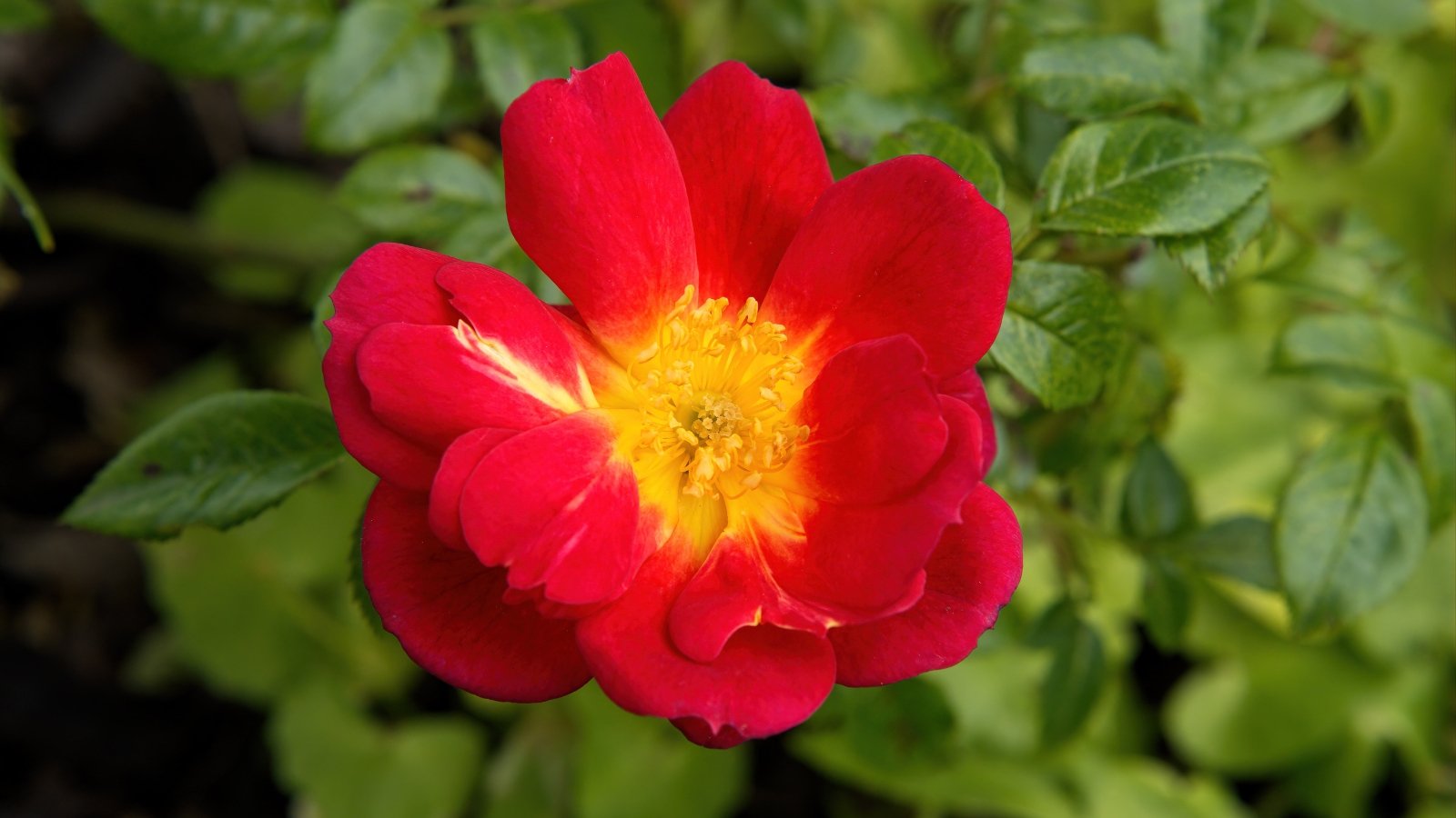 A deep red bloom with slightly ruffled petals and a bright yellow center stands out among dark green leaves.