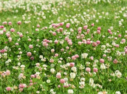 Low-growing, walk on grass alternative lawn dotted with clusters of soft pink and white globe-shaped blossoms on slender stems, above trifoliate leaves with rounded edges.