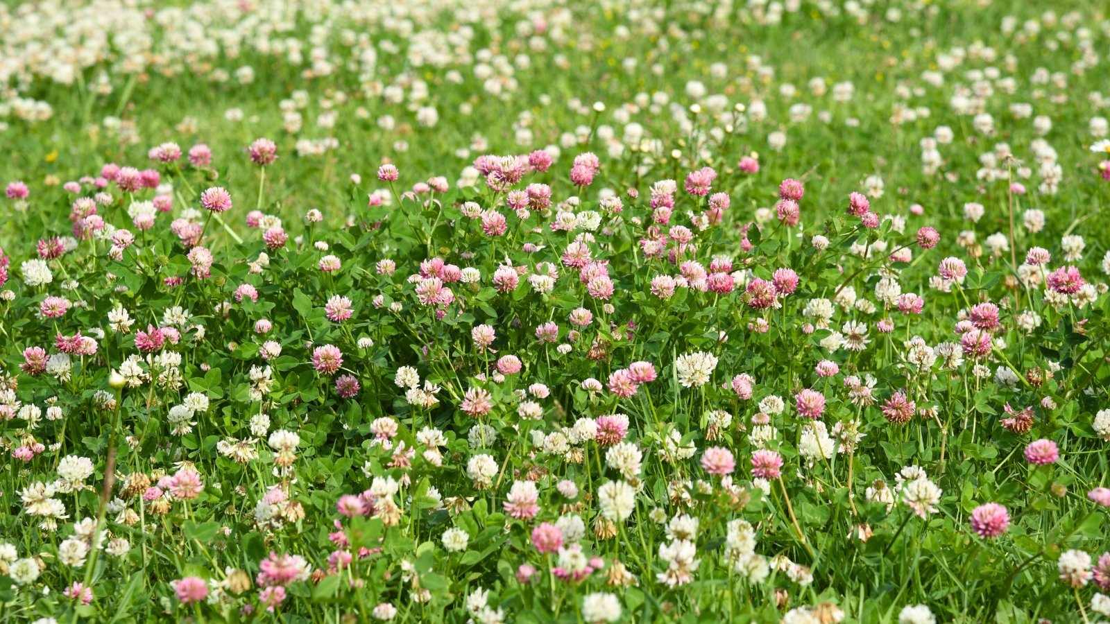 Low-growing, walk on grass alternative lawn dotted with clusters of soft pink and white globe-shaped blossoms on slender stems, above trifoliate leaves with rounded edges.