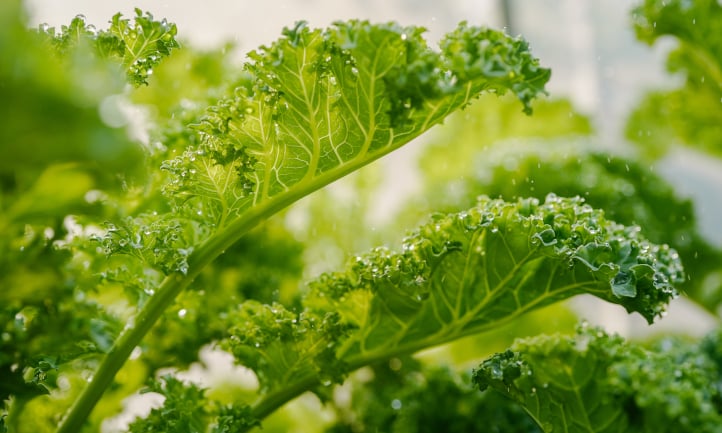 Water droplets on kale leaves
