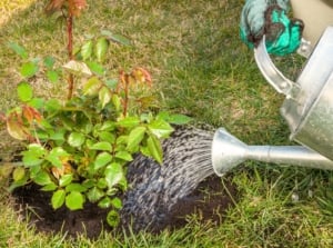 Close-up of a gardener with a large watering can watering a newly planted rose bush with short, thorny stems and vibrant green, compound leaves made up of oval leaflets with serrated edges.