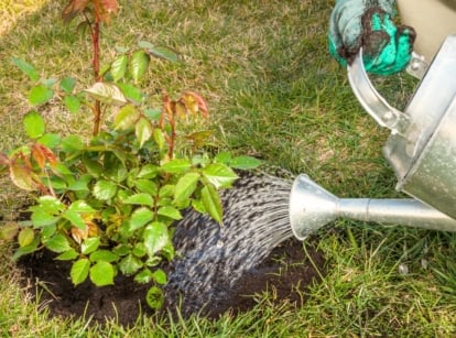 Close-up of a gardener with a large watering can watering a newly planted rose bush with short, thorny stems and vibrant green, compound leaves made up of oval leaflets with serrated edges.