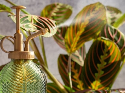 Watering a potted prayer plant from a glass spray bottle on a sunny windowsill.
