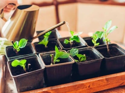 water seedlings