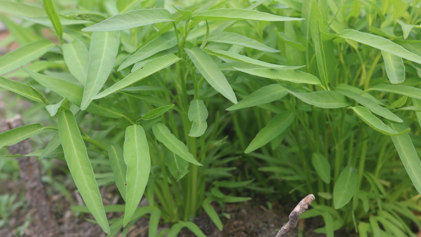 A cluster of Water Ipomoea aquatica with long, narrow, pointed leaves in bright green hues.