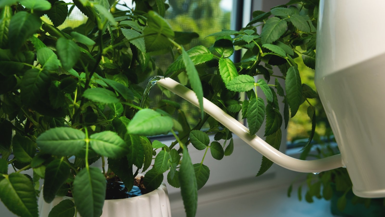 A leafy green plant with sturdy stems is being watered from a white spouted container near a window.