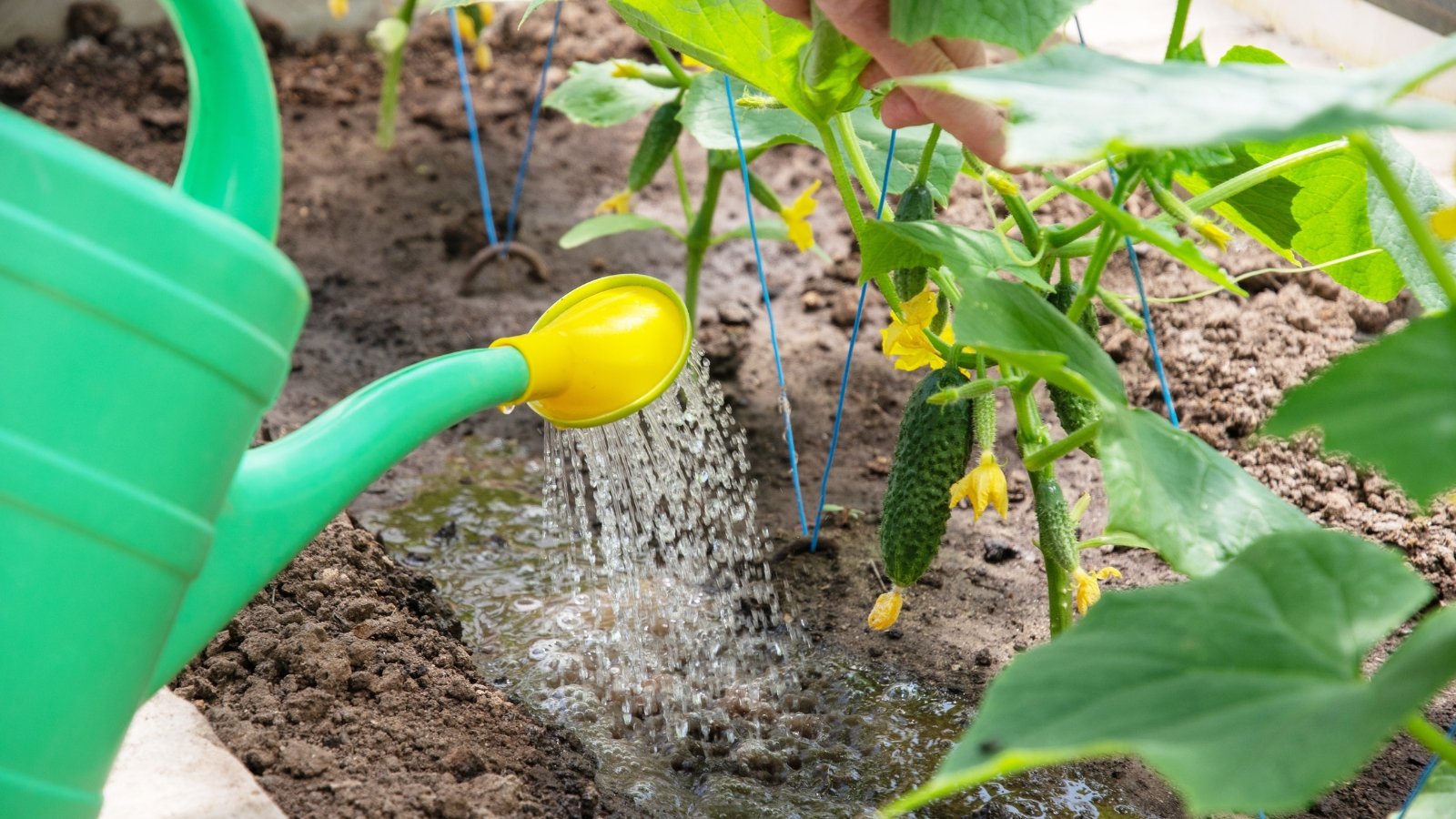 A green watering can pouring water at the base of a Cucumis sativus plant with yellow blossoms.