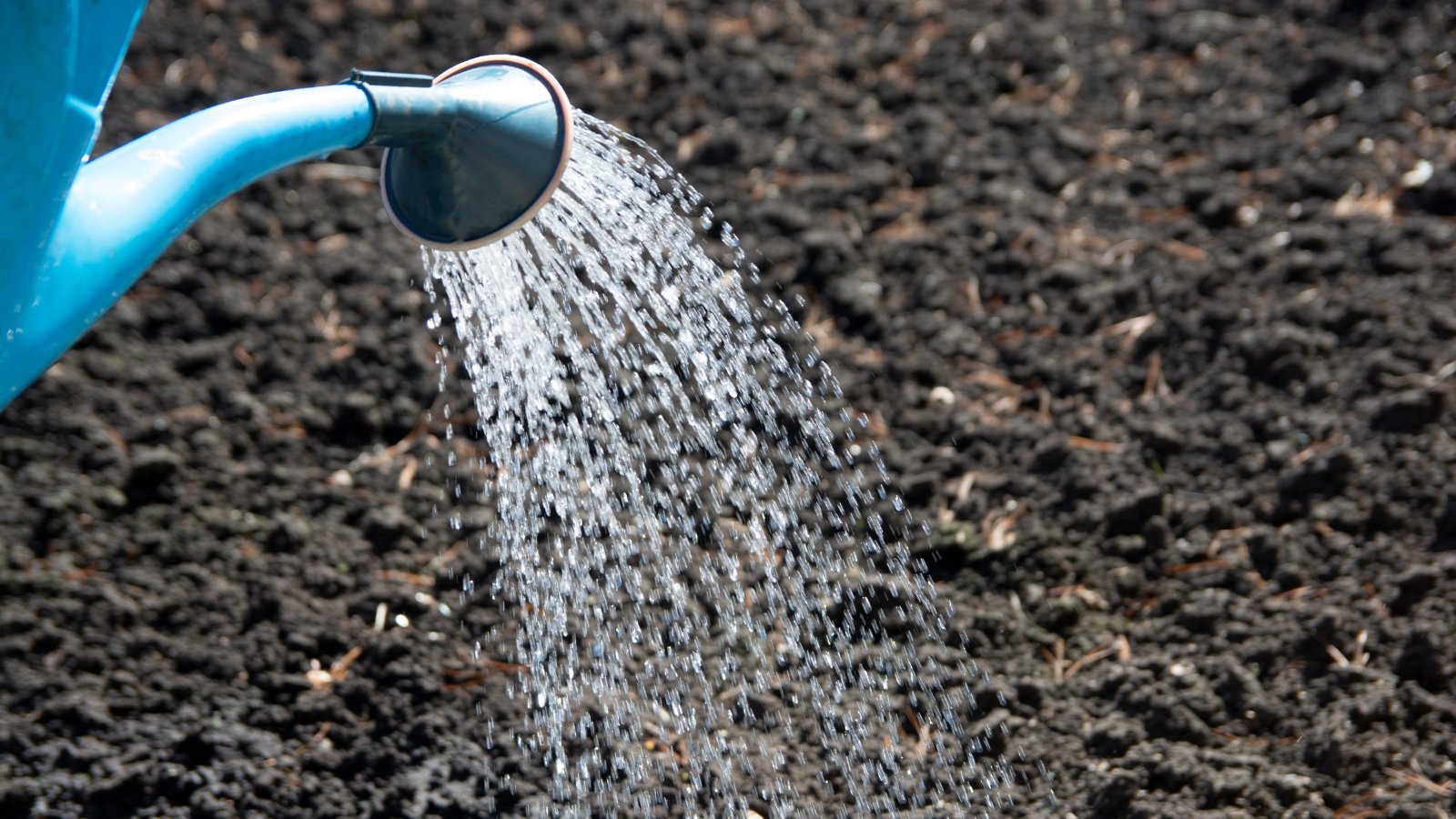A blue watering can pours water onto dark, moist soil, preparing it for planting.