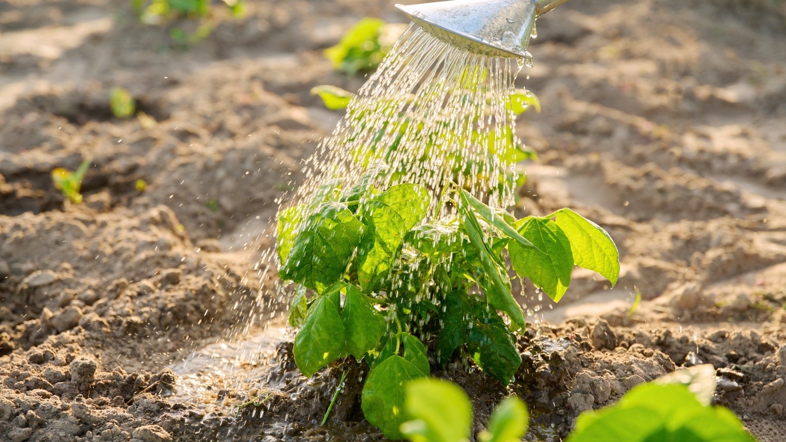 Watering from a large watering can a young bean plant with large bright green leaves in a sunny garden.