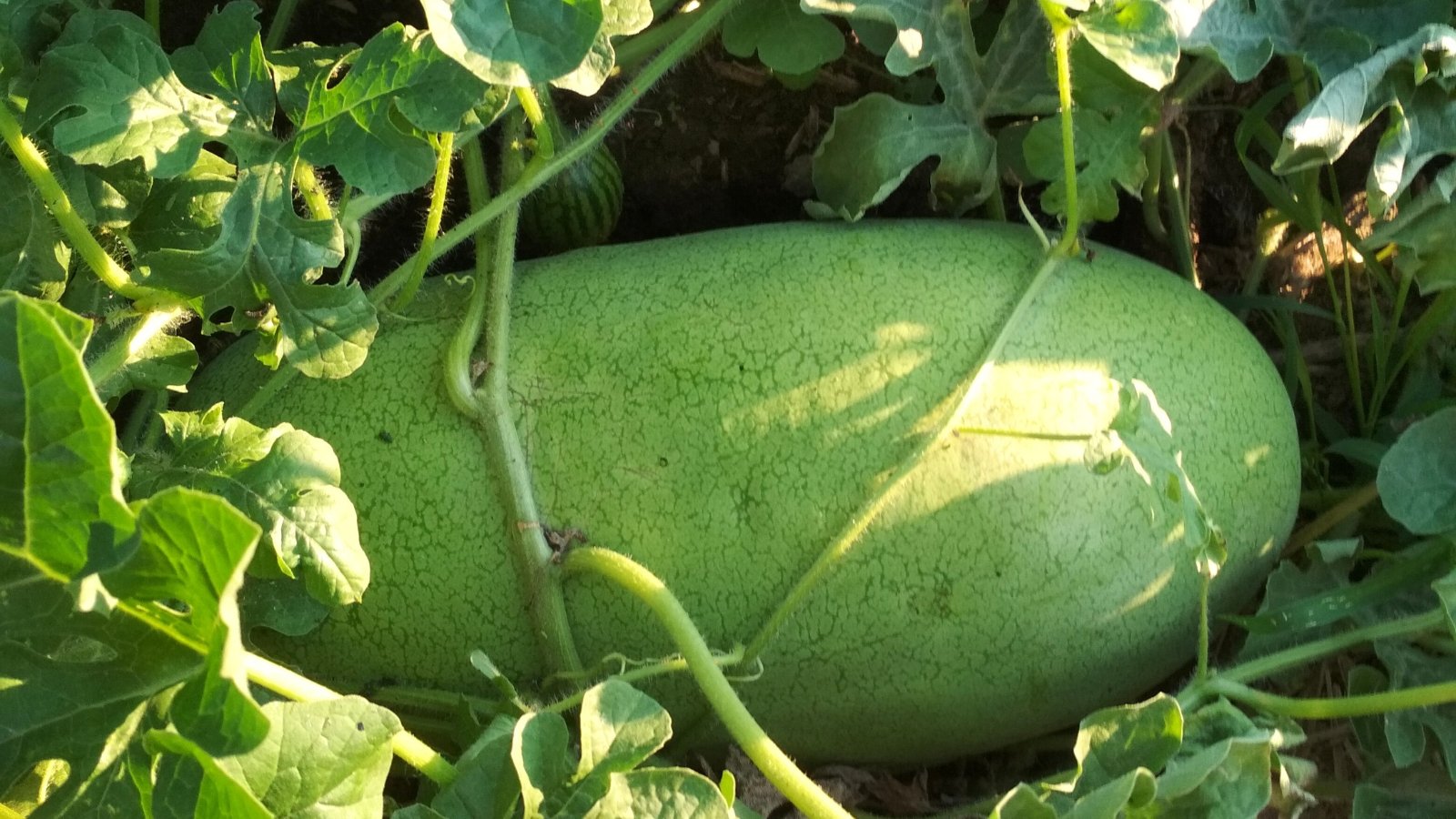 Elongated melon with light green rind and darker mottling sits among large lobed leaves on a vigorous garden vine.
