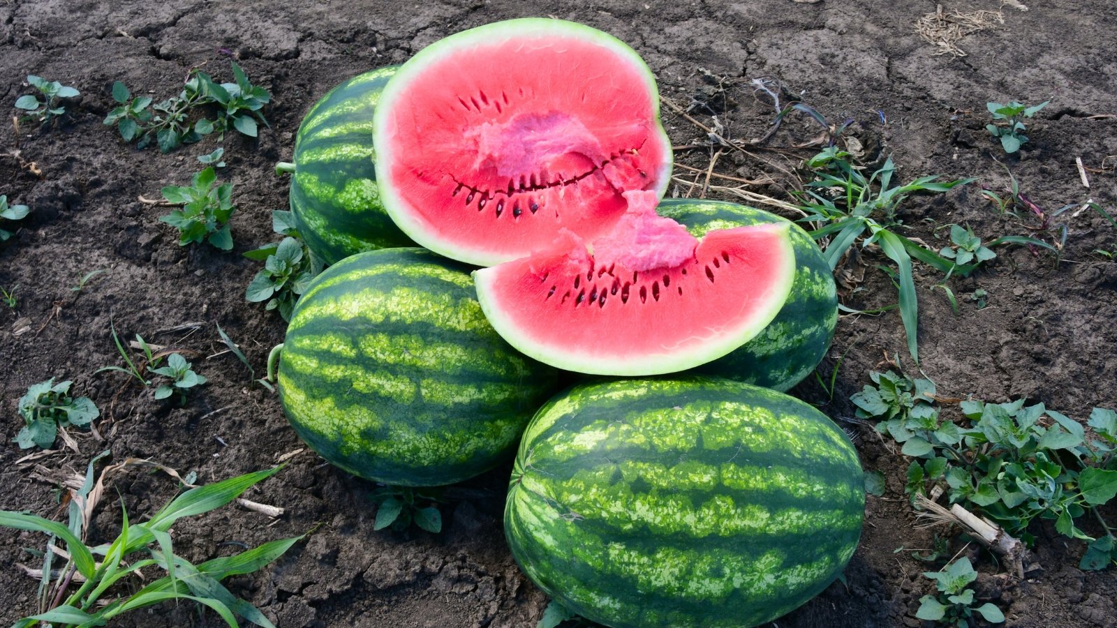 Large round melons with striped green rinds lie on the ground, one sliced ​​to reveal juicy pink flesh studded with glossy black seeds.